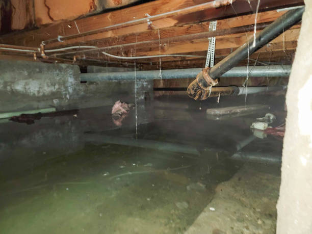 Best Carpet water damage restoration  in St Vincent College, PA